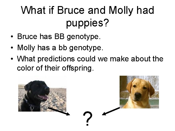 What if Bruce and Molly had puppies? • Bruce has BB genotype. • Molly