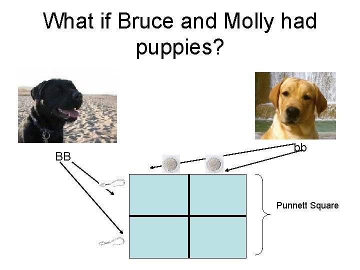 What if Bruce and Molly had puppies? BB bb Punnett Square 