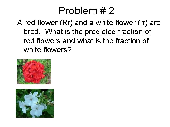 Problem # 2 A red flower (Rr) and a white flower (rr) are bred.