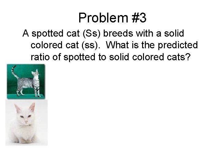 Problem #3 A spotted cat (Ss) breeds with a solid colored cat (ss). What