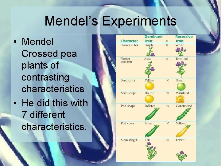 Mendel’s Experiments • Mendel Crossed pea plants of contrasting characteristics • He did this