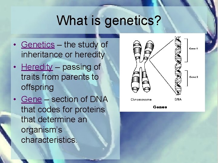 What is genetics? • Genetics – the study of inheritance or heredity • Heredity