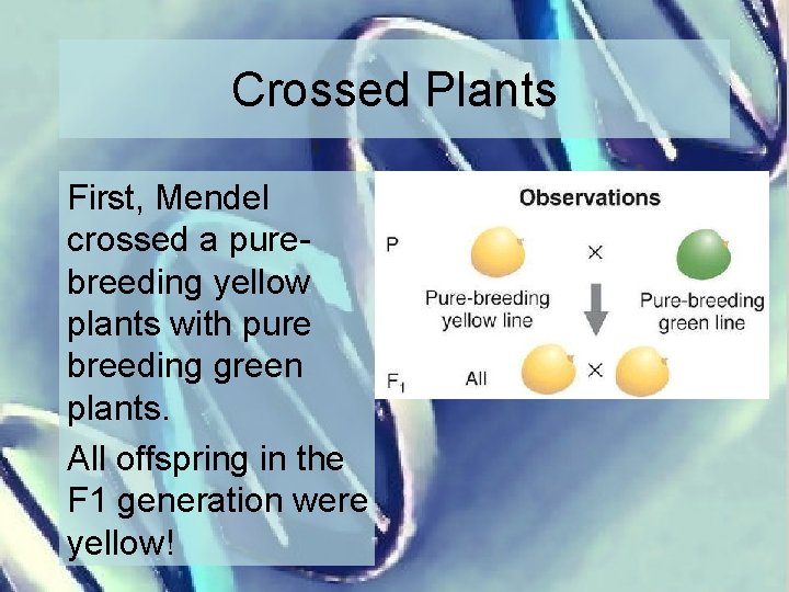 Crossed Plants First, Mendel crossed a purebreeding yellow plants with pure breeding green plants.