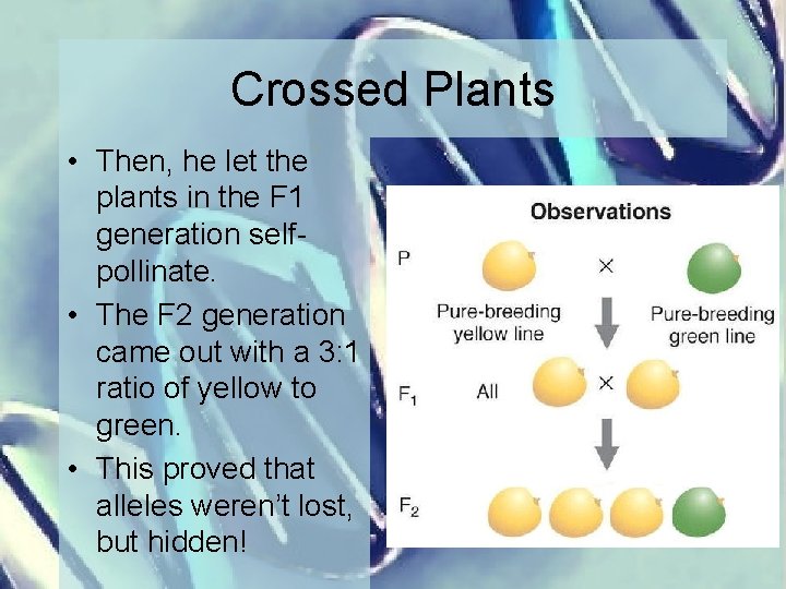 Crossed Plants • Then, he let the plants in the F 1 generation selfpollinate.