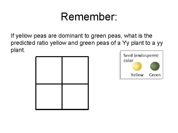 Remember: If yellow peas are dominant to green peas, what is the predicted ratio