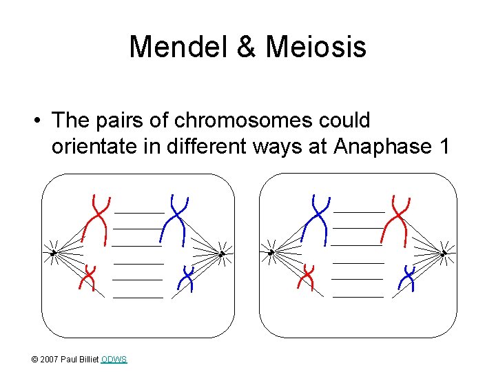 Mendel & Meiosis • The pairs of chromosomes could orientate in different ways at