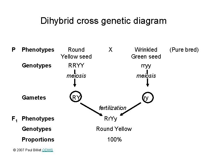 Dihybrid cross genetic diagram P Phenotypes Round Yellow seed Genotypes RRYY rryy meiosis RY