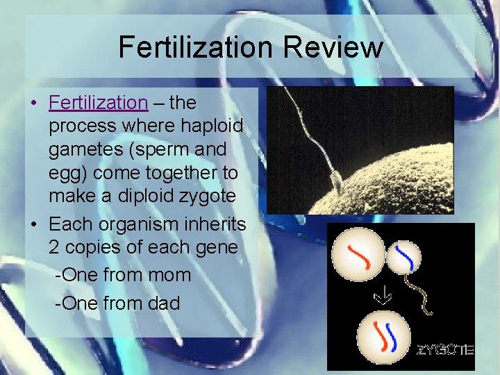Fertilization Review • Fertilization – the process where haploid gametes (sperm and egg) come