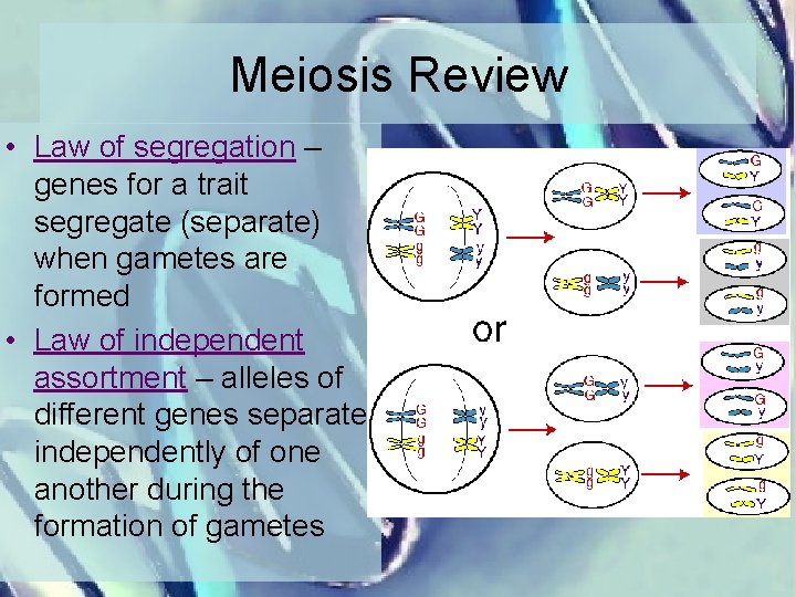 Meiosis Review • Law of segregation – genes for a trait segregate (separate) when
