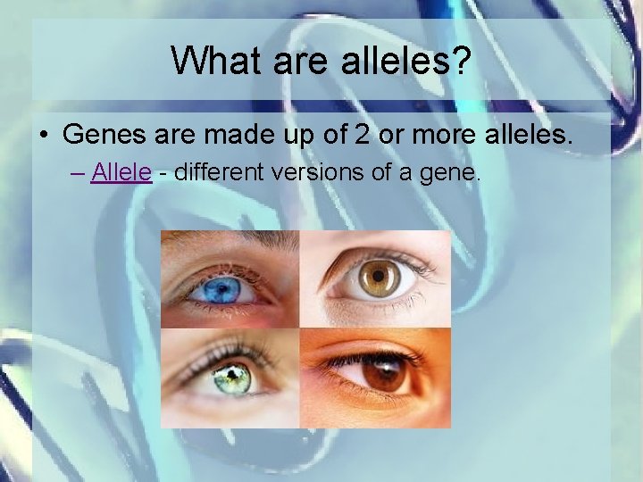 What are alleles? • Genes are made up of 2 or more alleles. –