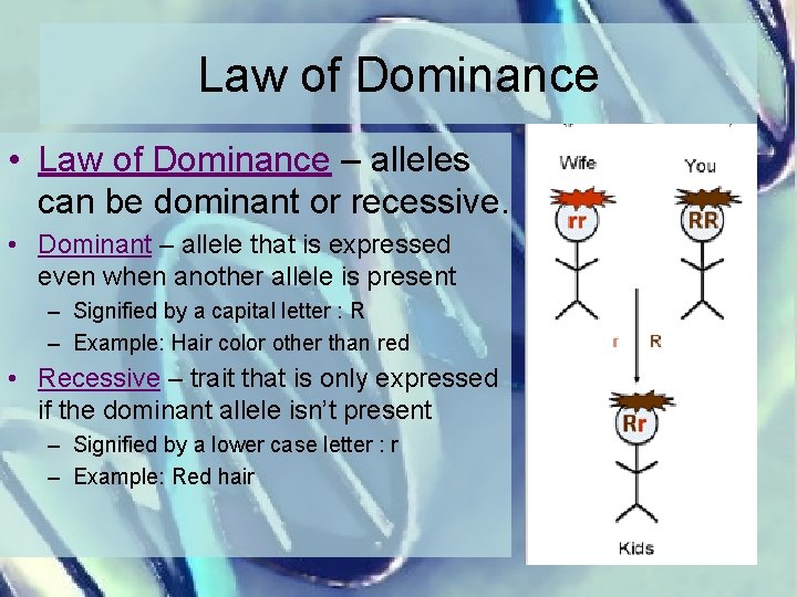 Law of Dominance • Law of Dominance – alleles can be dominant or recessive.