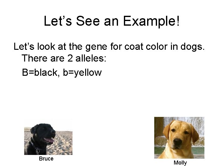 Let’s See an Example! Let’s look at the gene for coat color in dogs.
