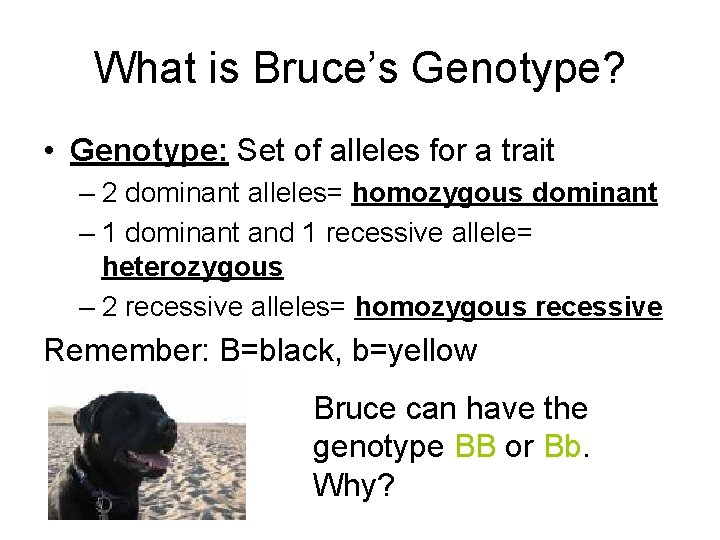 What is Bruce’s Genotype? • Genotype: Set of alleles for a trait – 2