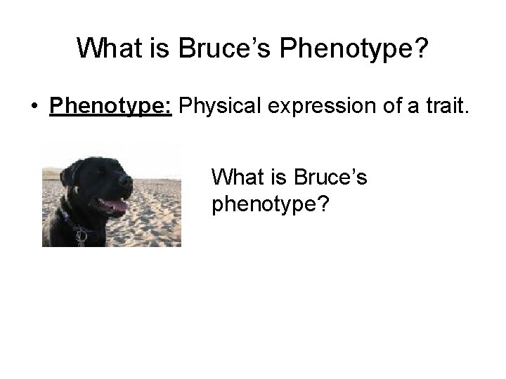 What is Bruce’s Phenotype? • Phenotype: Physical expression of a trait. What is Bruce’s
