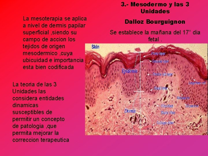 3. - Mesodermo y las 3 Unidades La mesoterapia se aplica a nivel de 3. - Mesodermo y las 3 Unidades La mesoterapia se aplica a nivel de