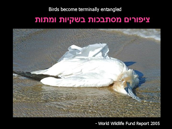 Birds become terminally entangled ציפורים מסתבכות בשקיות ומתות - World Wildlife Fund Report 2005