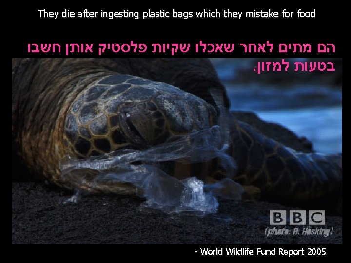 They die after ingesting plastic bags which they mistake for food הם מתים לאחר