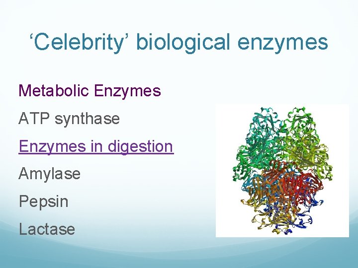 ‘Celebrity’ biological enzymes Metabolic Enzymes ATP synthase Enzymes in digestion Amylase Pepsin Lactase 