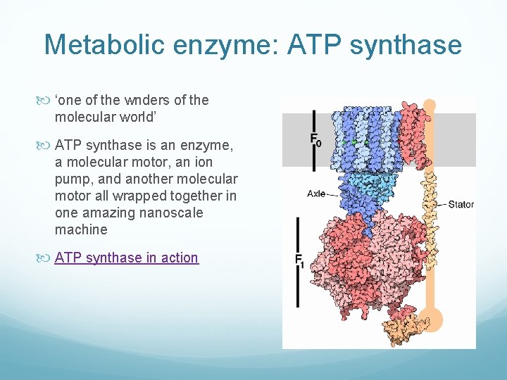 Metabolic enzyme: ATP synthase ‘one of the wnders of the molecular world’ ATP synthase