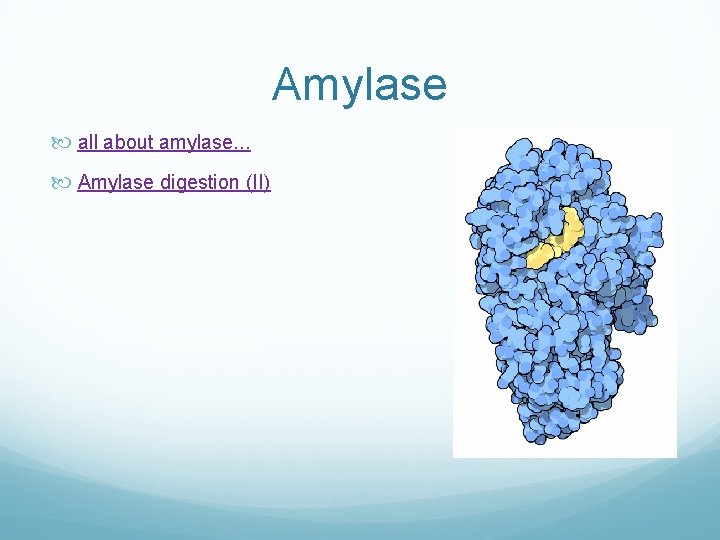 Amylase all about amylase. . . Amylase digestion (II) 