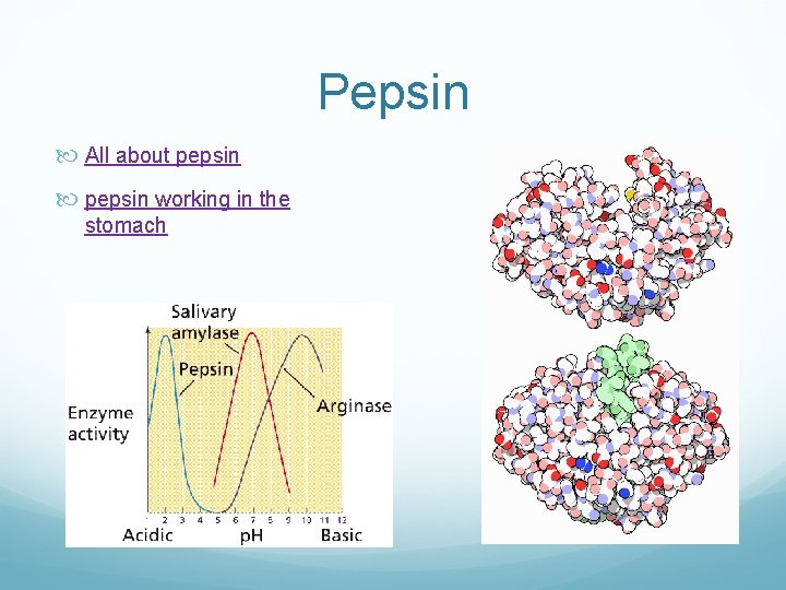 Pepsin All about pepsin working in the stomach 