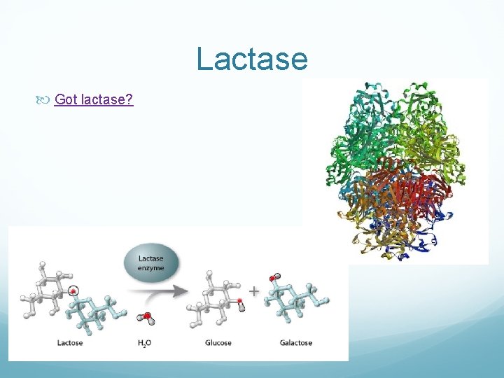 Lactase Got lactase? 