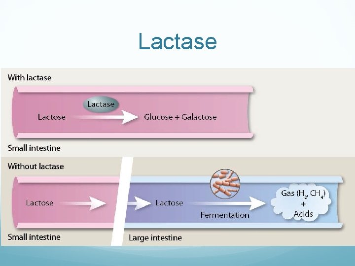Lactase 