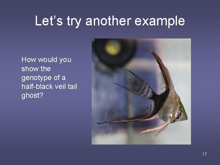 Let’s try another example How would you show the genotype of a half-black veil