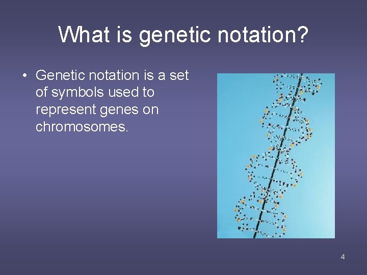 What is genetic notation? • Genetic notation is a set of symbols used to