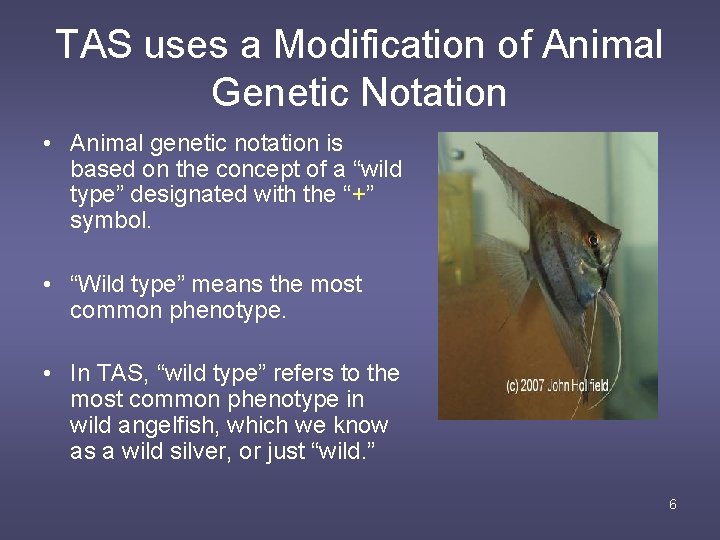 TAS uses a Modification of Animal Genetic Notation • Animal genetic notation is based