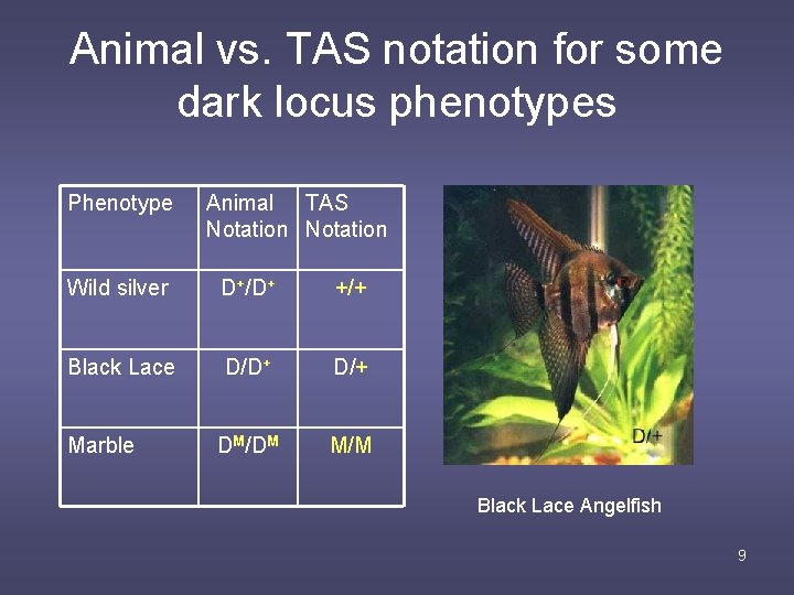 Animal vs. TAS notation for some dark locus phenotypes Phenotype Animal TAS Notation Wild