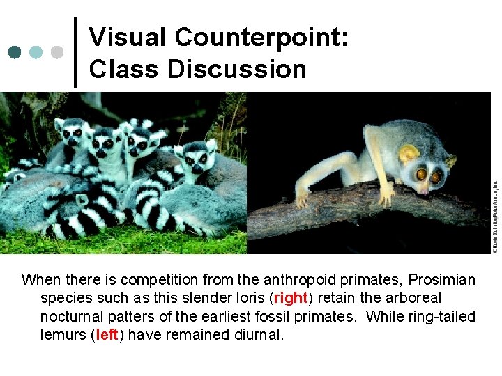 Visual Counterpoint: Class Discussion When there is competition from the anthropoid primates, Prosimian species