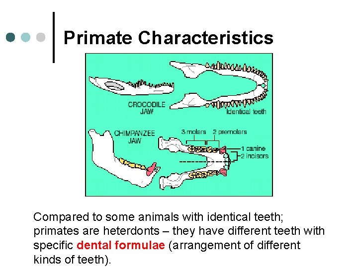 Primate Characteristics Compared to some animals with identical teeth; primates are heterdonts – they