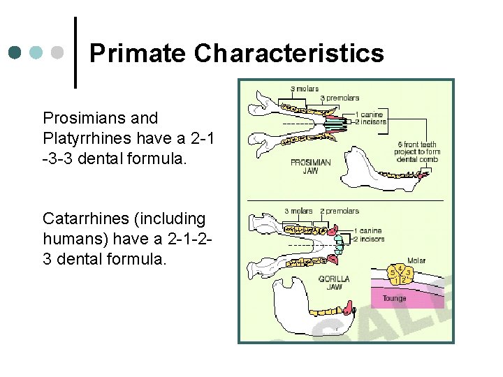 Primate Characteristics Prosimians and Platyrrhines have a 2 -1 -3 -3 dental formula. Catarrhines