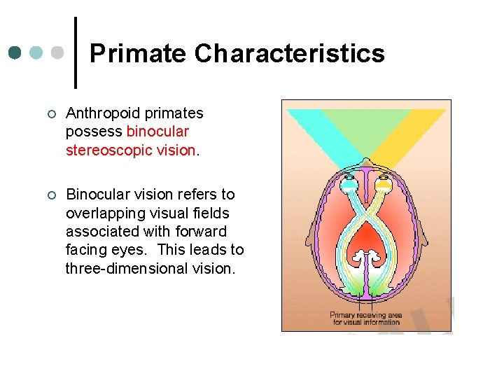 Primate Characteristics ¢ Anthropoid primates possess binocular stereoscopic vision. ¢ Binocular vision refers to