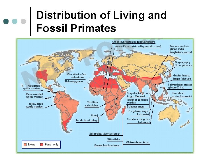 Distribution of Living and Fossil Primates 