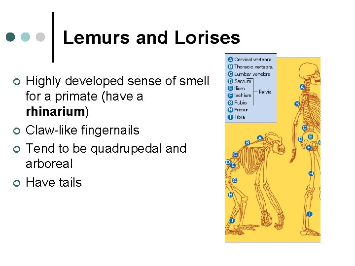 Lemurs and Lorises ¢ ¢ Highly developed sense of smell for a primate (have