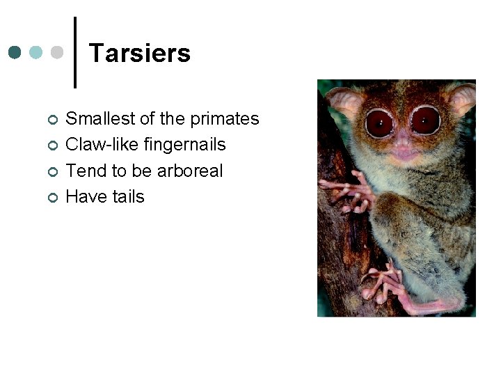 Tarsiers ¢ ¢ Smallest of the primates Claw-like fingernails Tend to be arboreal Have