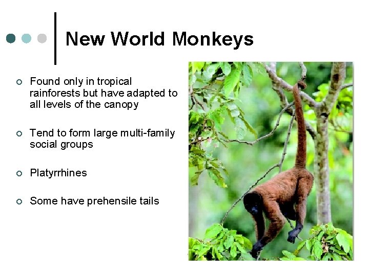 New World Monkeys ¢ Found only in tropical rainforests but have adapted to all