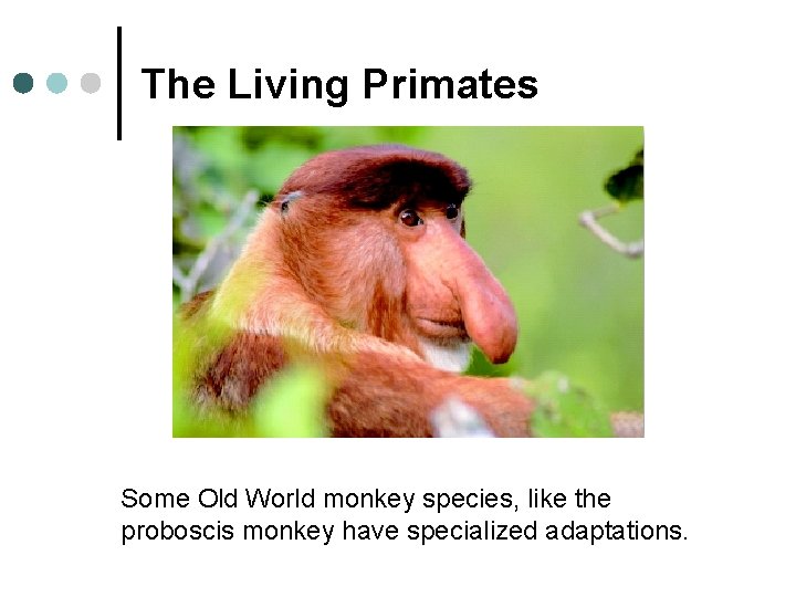 The Living Primates Some Old World monkey species, like the proboscis monkey have specialized