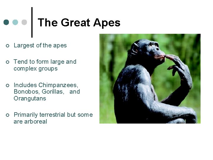 The Great Apes ¢ Largest of the apes ¢ Tend to form large and