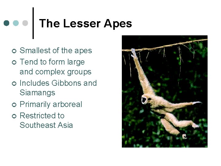 The Lesser Apes ¢ ¢ ¢ Smallest of the apes Tend to form large
