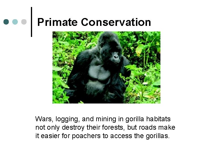 Primate Conservation Wars, logging, and mining in gorilla habitats not only destroy their forests,