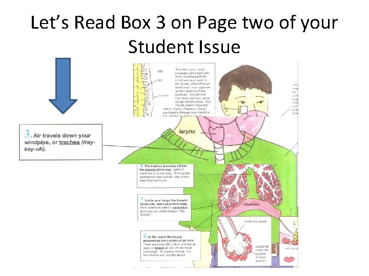 Let’s Read Box 3 on Page two of your Student Issue 