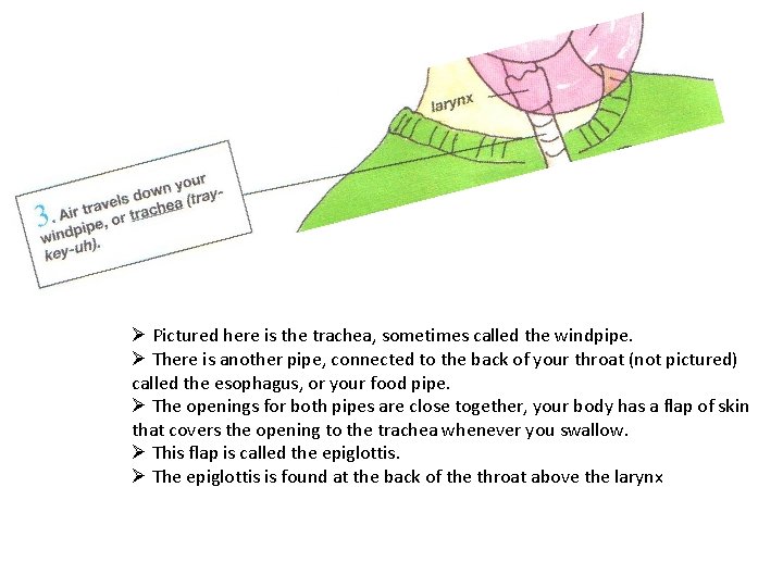 Ø Pictured here is the trachea, sometimes called the windpipe. Ø There is another