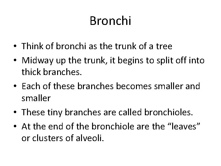 Bronchi • Think of bronchi as the trunk of a tree • Midway up