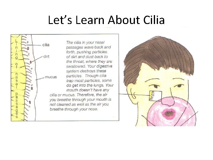 Let’s Learn About Cilia 