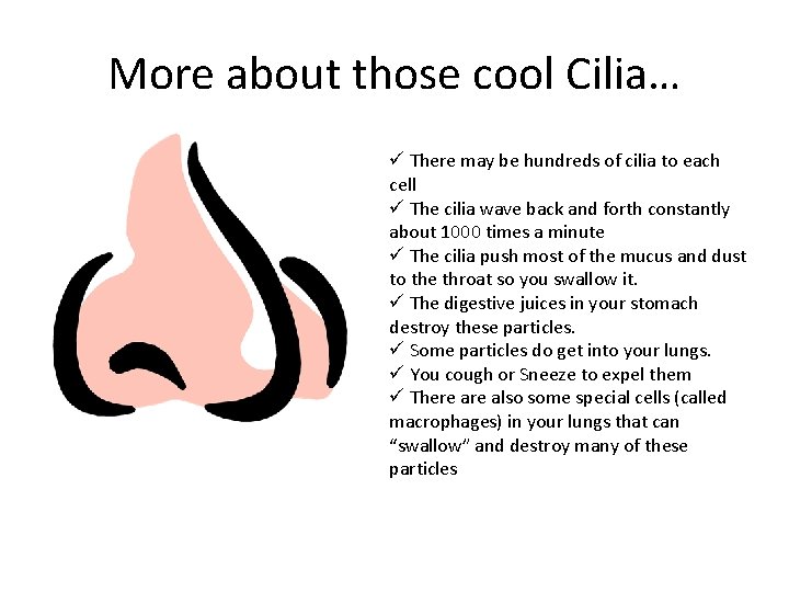 More about those cool Cilia… ü There may be hundreds of cilia to each