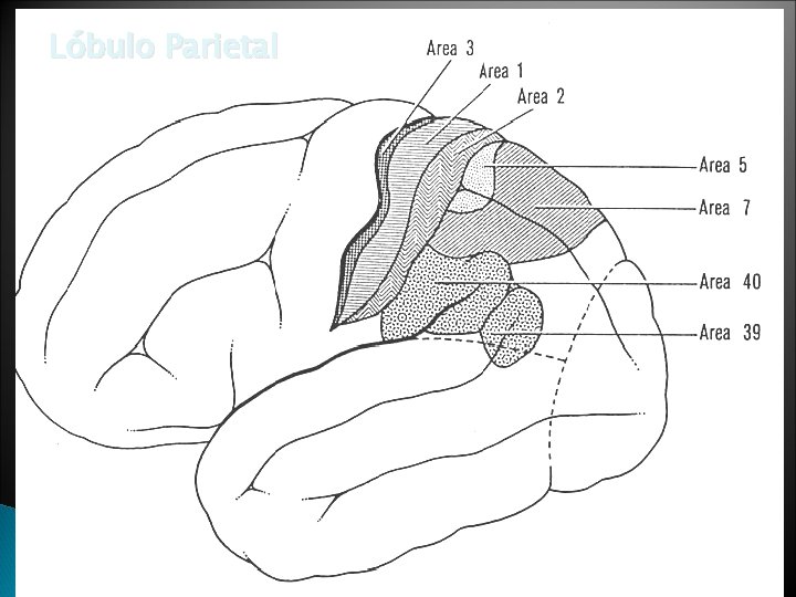 Lóbulo Parietal 