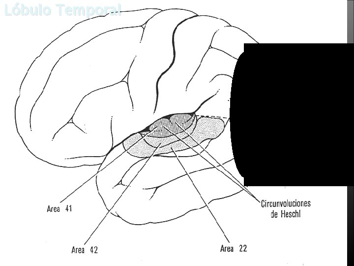 Lóbulo Temporal 